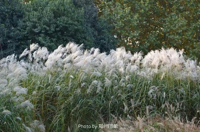 郑州周边免费景点，郑州最近免费旅游景点大全（不出郑州的8个赏花遛娃地）
