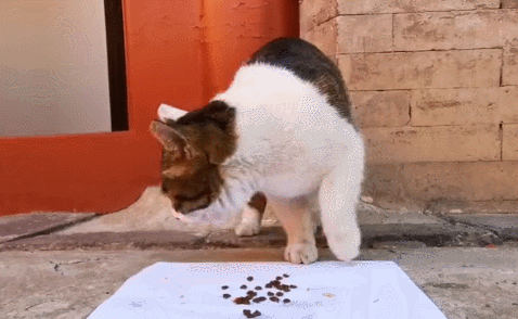 故宫最胆小御猫，我们只是惊呼是不够的