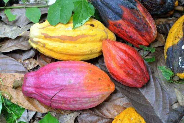 超级好喝的热巧克力，今天喝什么？热可可