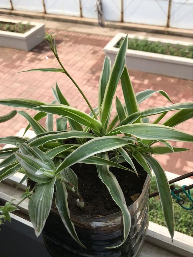  吊兰有几种品种，5种非常特别的吊兰品种