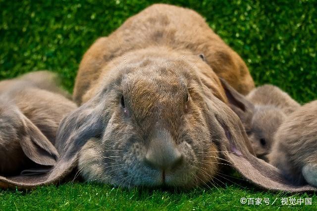 垂耳兔和迷你兔哪个好养，怎么才能让兔子更长寿