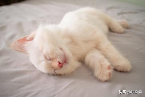 猫咪的4种睡姿代表什么，猫睡姿里藏着这些秘密