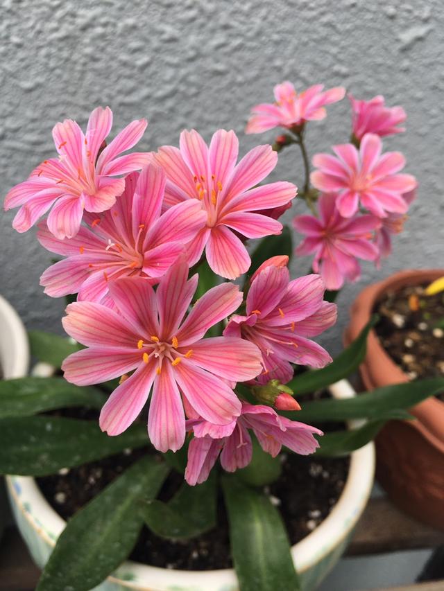 玛格丽特的春天，春天什么花爆盆好养