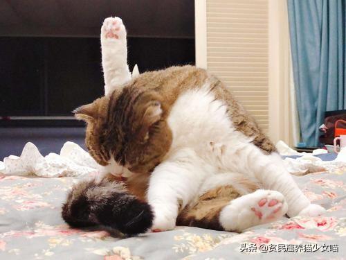 猫咪肛门腺怎么挤，猫咪的肛门腺为什么要挤（这部位可能出现什么问题）