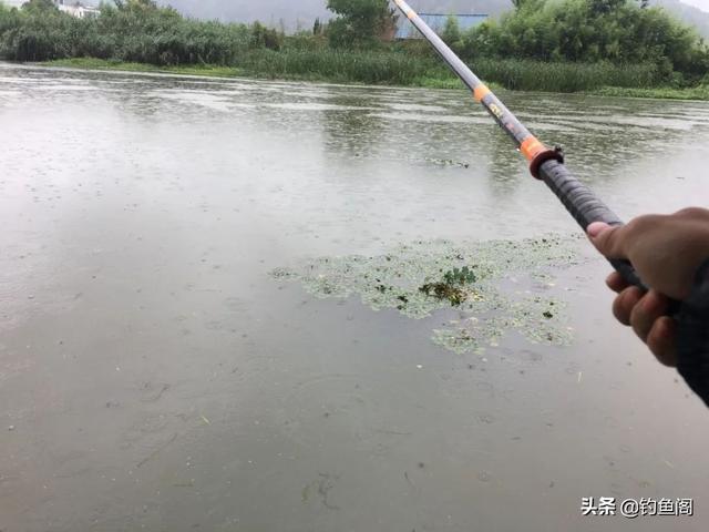 夏季野钓黄辣丁的3个小技巧，野钓黄辣丁最合适