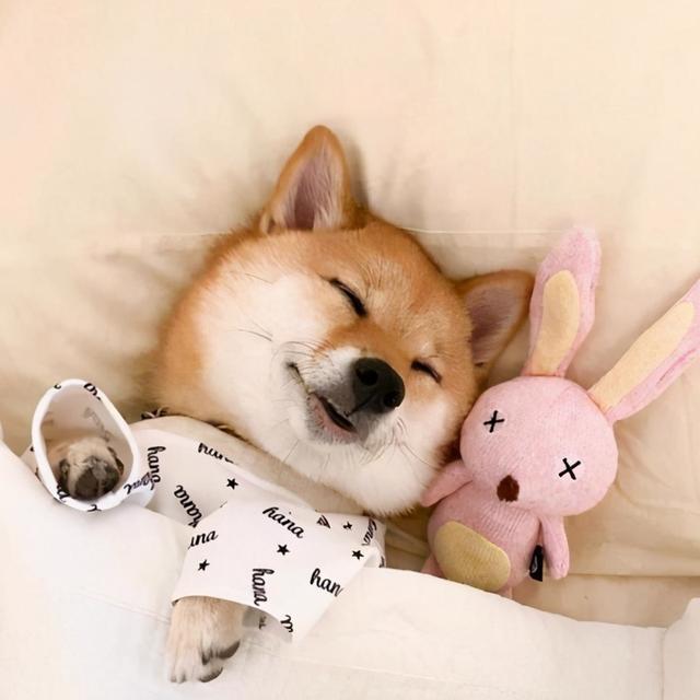 给宠物取什么名字好听又可爱，7个乖巧可爱的宠物名