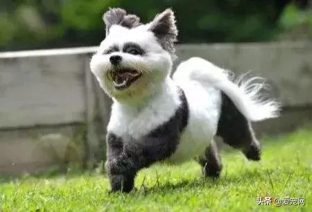 狗狗睡姿看性格，从狗狗睡姿判断狗狗性格