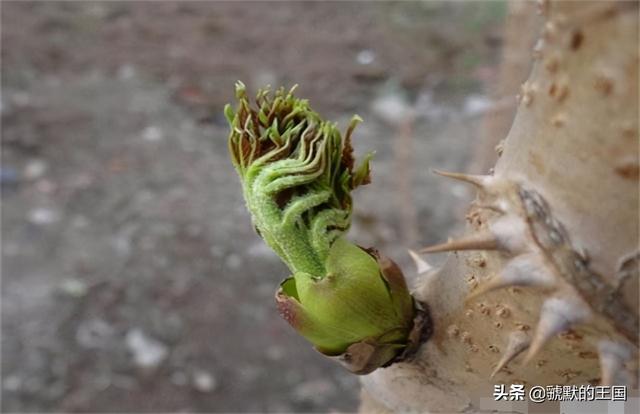 刺老芽野菜的做法，天下第一山珍刺老芽