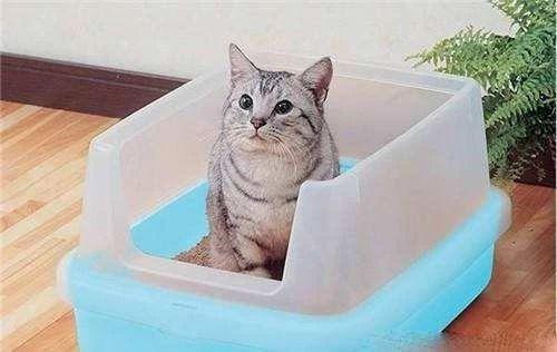 猫便有血什么原因，发现家猫血便怎么办