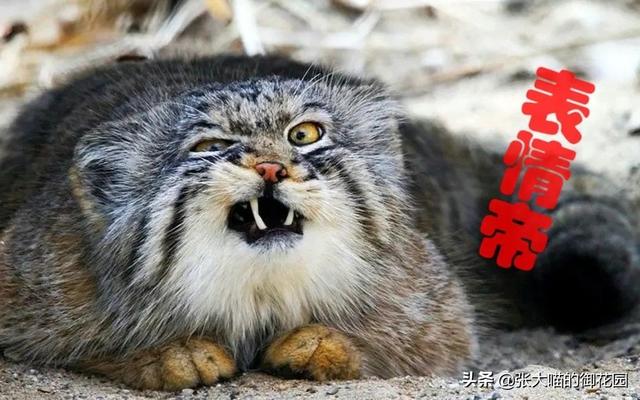 世界上十种凶猛猫咪品种排行榜，盘点十大最傻的猫咪品种