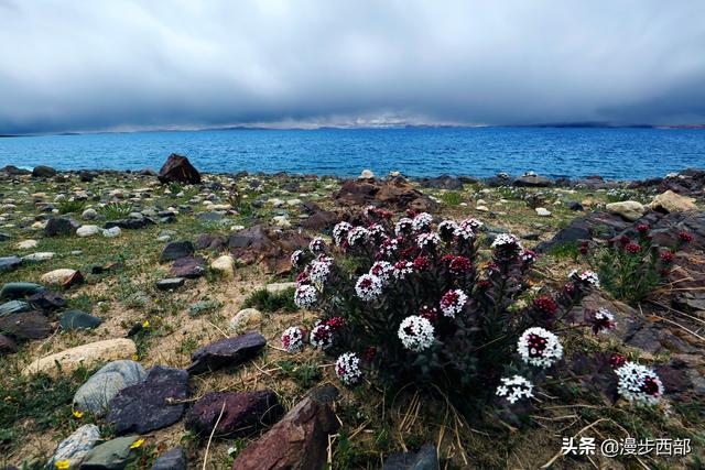 大山里迷人的野花，章丘赵八洞山上的美丽野花