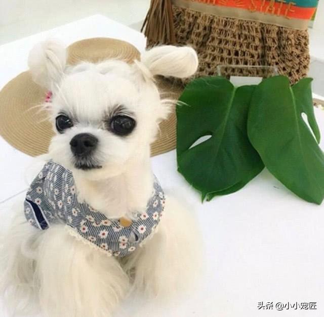 马尔济斯犬好养吗，马尔济斯犬好养么