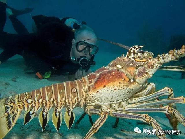 澳洲花斑龙虾，没有大螯的龙虾-眼斑龙虾