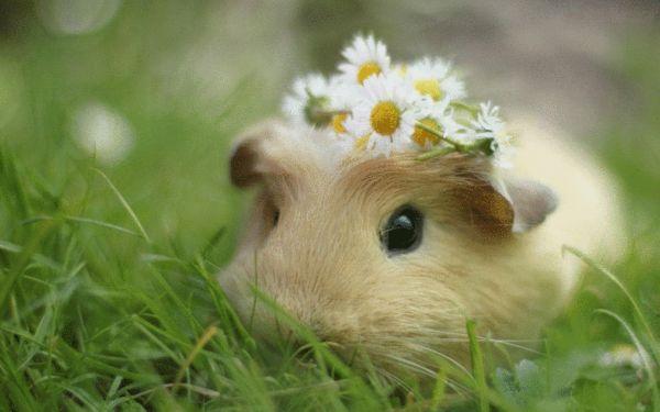 世界上最萌的仓鼠品种，世界上最可爱的仓鼠