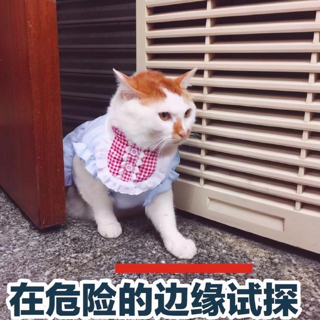 肥胖死亡几率(肥胖人猝死概率)