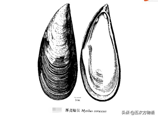 海鲜贝类图鉴，青岛常见食用贝类图鉴大全