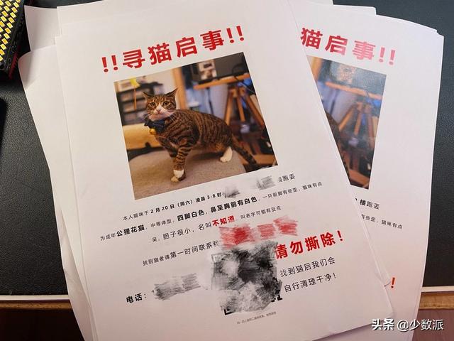 猫走丢了怎么办，猫咪走丢了怎么办快来看看吧