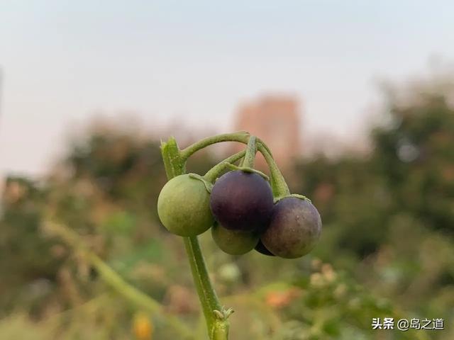 有趣的十二生肖动物名称，十二生肖还有这些你不知道的叫法