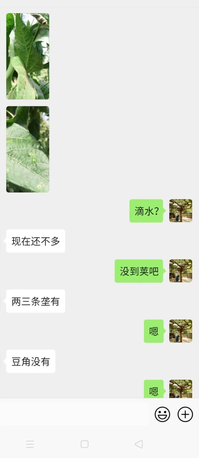 蓟马，蓟马为什么这么防治