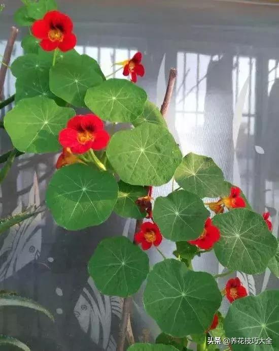 四季开花的花卉，十种四季开花的花卉有哪些（俏丽多姿的花卉）