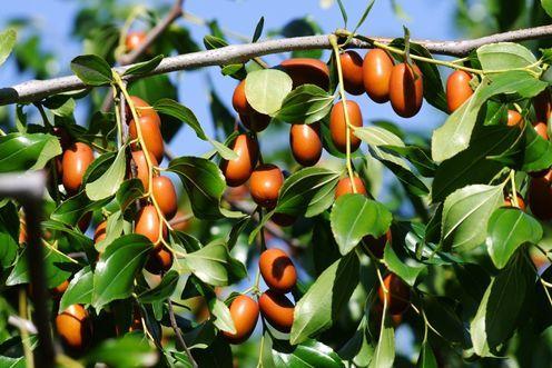 辽宁的物产有哪些，辽宁特有的水果