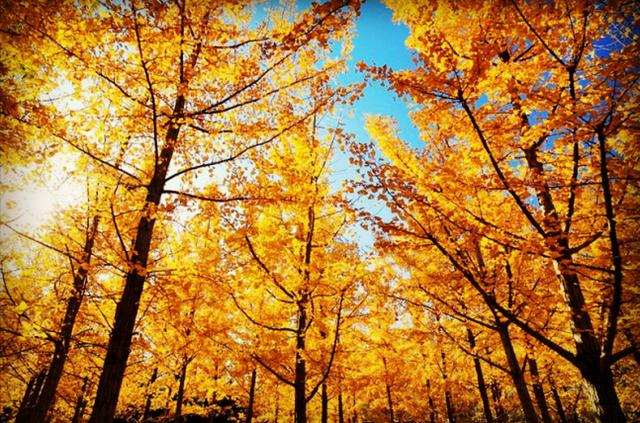 范仲淹平生绝美之作，范仲淹的十首经典诗句