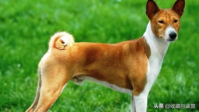 世界上最凶猛的犬，世界最凶猛十大犬种