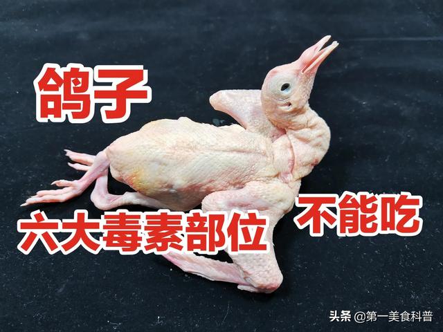 鸽子肥胖(鸽子肥胖出鸽子好吗视频)