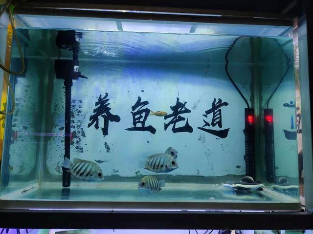 鱼缸哪种净水剂好，水族箱依然透亮