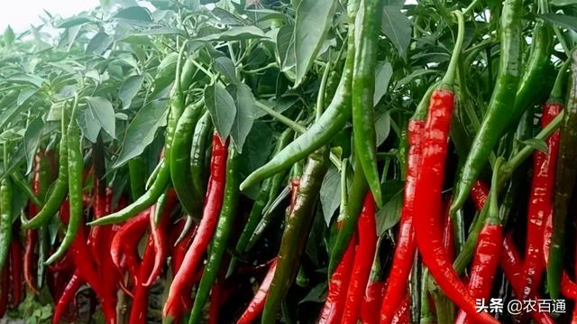 茄子种子催芽方法，蔬菜种子催芽有几种方法