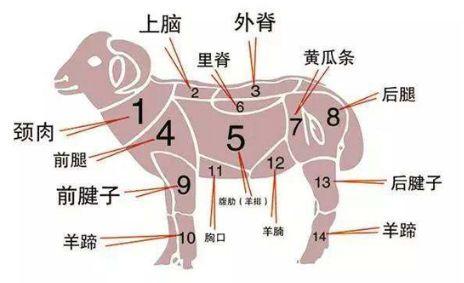 羊上脑肥胖(羊上脑的特点是什么)