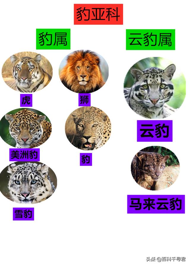 美洲豹是花豹的一种吗，辟谣：猎豹、美洲豹都不是豹