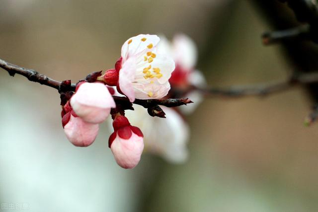 杏花开的时节去赏花，又是一年杏花开