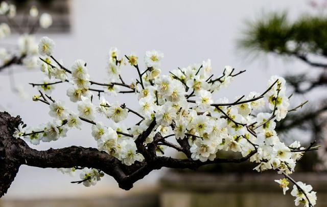 盆栽梅花花期的养护和管理，想让它越开越多