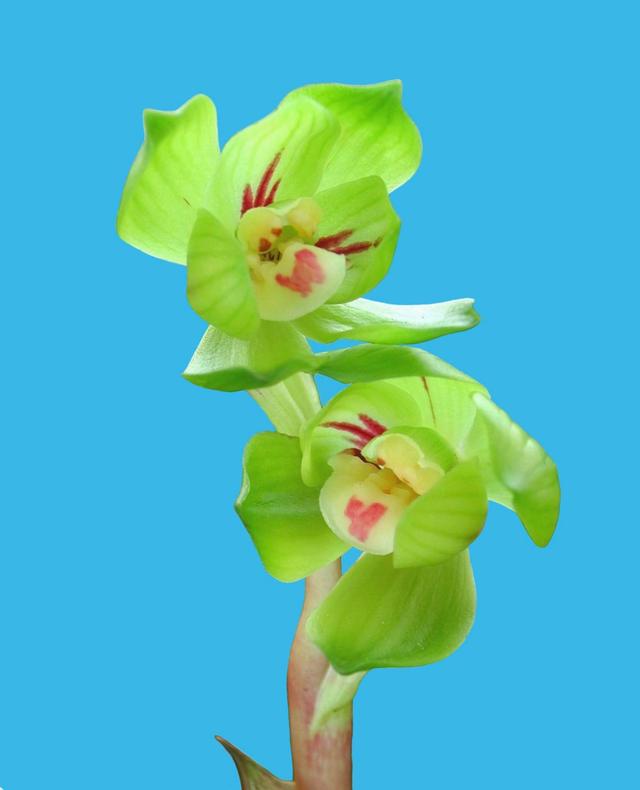 家庭适合养哪种兰花，一盆这样的兰花可以在北京换一套房子