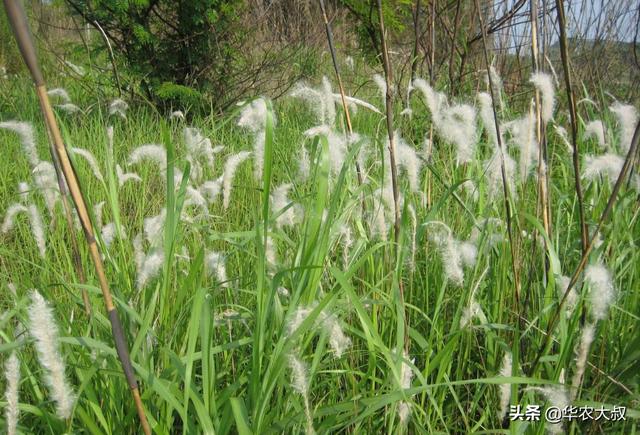 广东凉茶有哪些种类，再看10种广东凉茶的主要野生植物原料