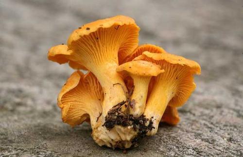 常见的十种食用菌，分享几种可以食用的菌