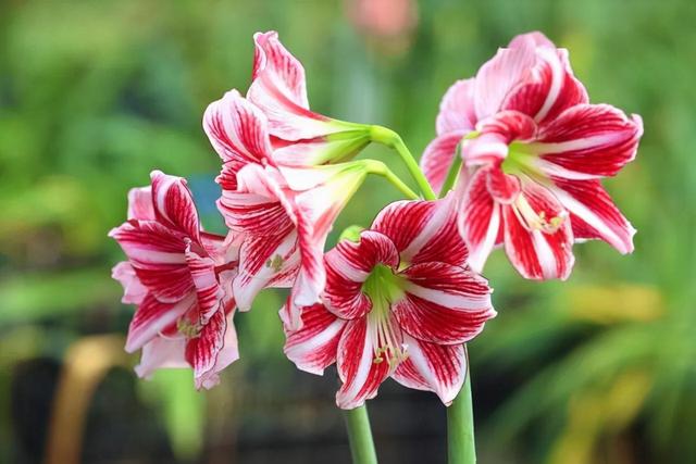 春季开花易养的花卉，14种冬天开花的花卉