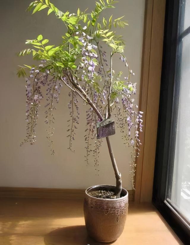 紫藤怎么养才能开花，不养一盆就太可惜了