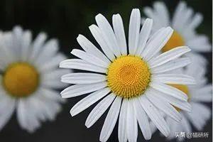 养猫可以养什么花，养猫需要买什么花