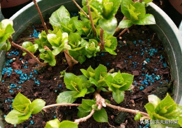 绣球花的养殖方法和注意事项，绣球花的养殖方法和注意事项大全