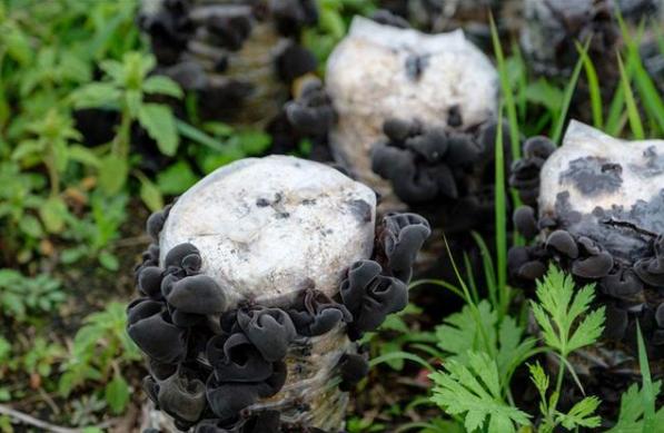 十种木耳种植方法，附塑料袋地栽技术