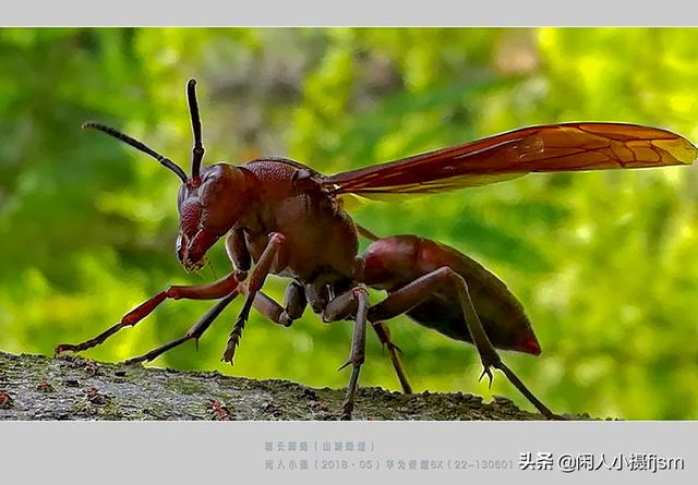 蜜蜂如何预防胡蜂，现在正是胡蜂最多的时候