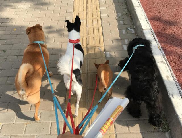 学会遛狗的正确方法，遛狗不可取得5种方式