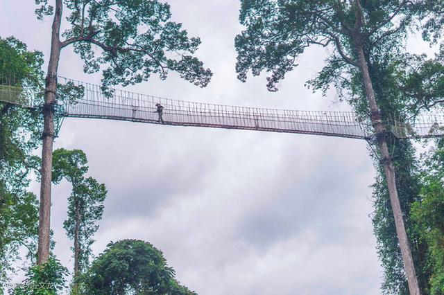 西双版纳热带雨林，云南西双版纳热带雨林旅游攻略（美丽的热带雨林）