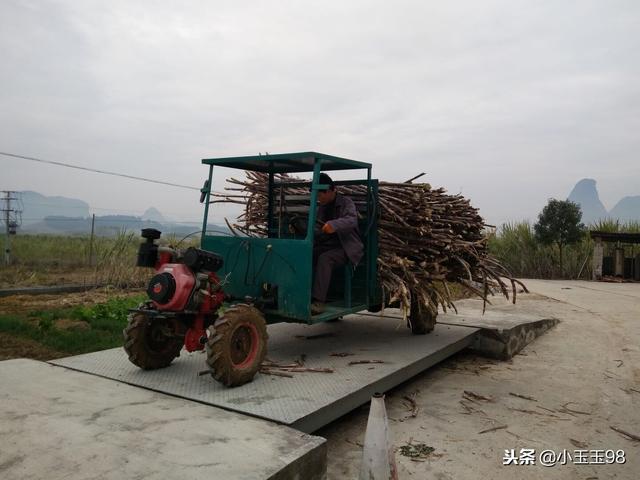 广西甘蔗的生长，广西崇左：甘蔗长势喜人