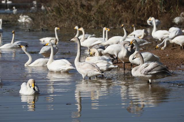 天鹅湖景区三门峡，三门峡天鹅湖国家湿地公园苍龙湖白天鹅