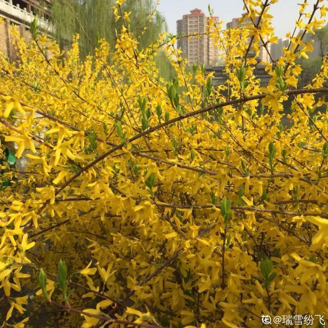 春夏秋冬四季什么花好看，这十种花几乎一年四季都开花