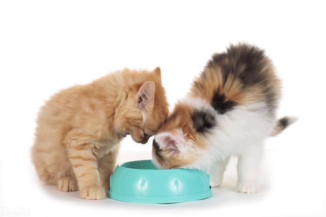 猫咪吐了没消化的猫粮，猫忽然吐没有消化的猫粮（有可能是这几种情况造成的）