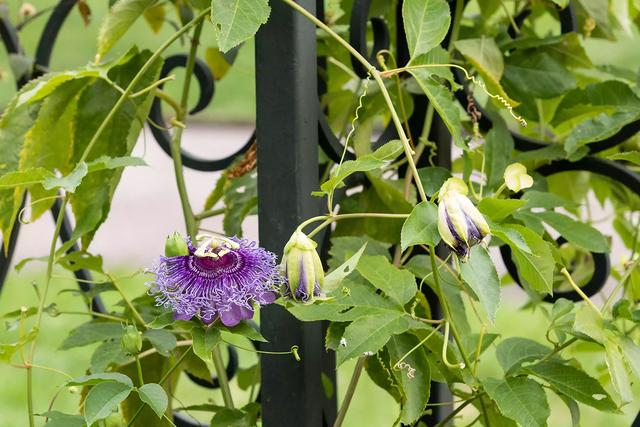 15种爬藤植物，22种爬藤植物开花多
